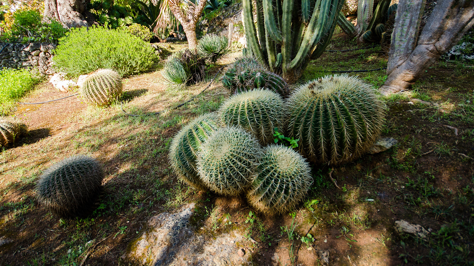 giardino-lamaulivi-banner1