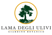 Lama degli Ulivi